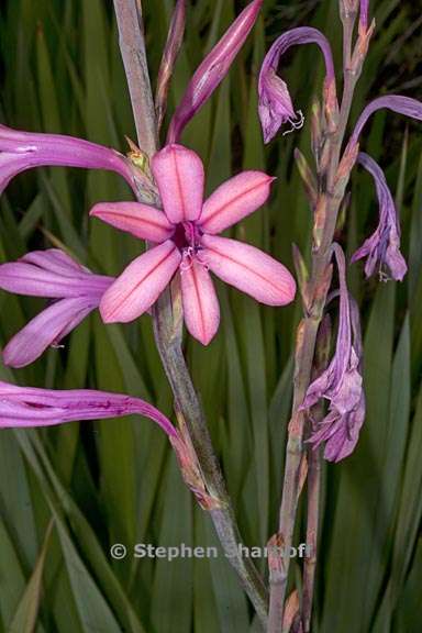 watsonia pyramidata 1 graphic